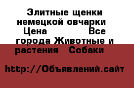 Элитные щенки немецкой овчарки › Цена ­ 30 000 - Все города Животные и растения » Собаки   